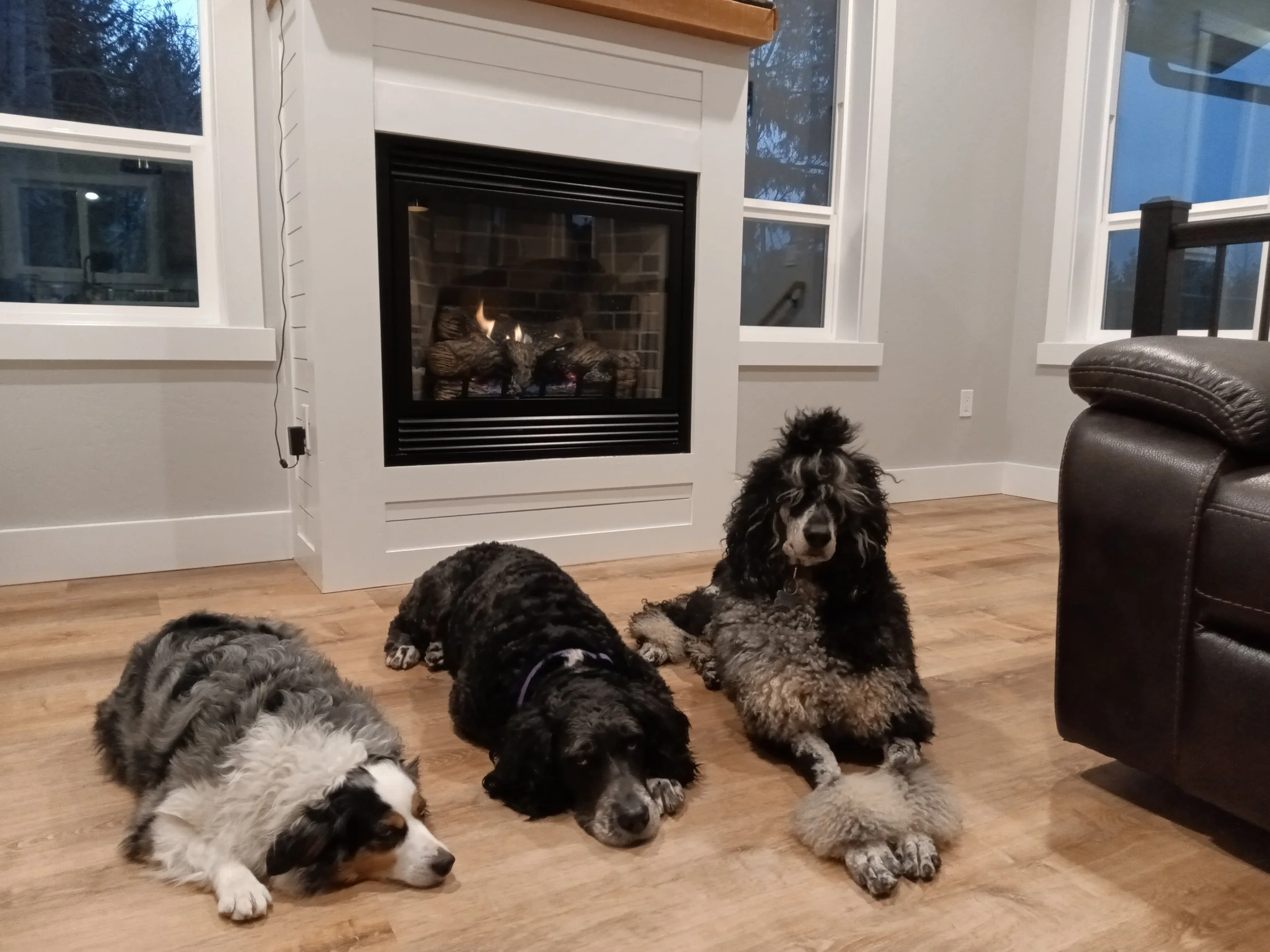Poodle, Bernedoodle, and Mini Australian Shepard puppies. Bred in